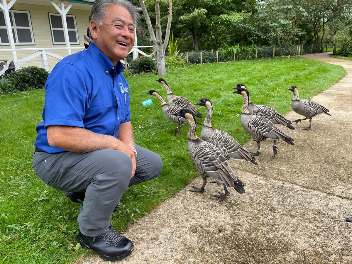 HIPacParks's tweet photo. Ok, best story ever: HPPA’s Keith is in England &amp; visited the #nēnē flock at the esteemed and amazing #Slimbridge Wildfowl and Wetlands Centre. Keith carried our Makana Nēnē Plush to the staff, along with a few other treats.
#slimbridgewwt #makanatheneneplush #thankskeith https://t.co/Ek8aPHabll