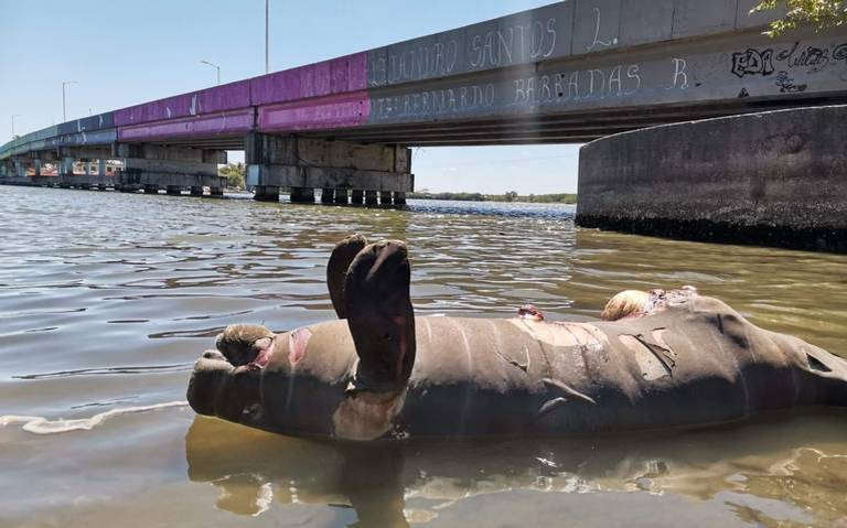 N_CastelblancoM's tweet photo. Más de 110 delfines de agua dulce (de las dos especies) muertos en la Amazonía Brasileña durante la actual temporada seca. A 4,000 km, 34 manatíes son encontrados muertos en Tabasco, México, también en verano (Durante la seca de 2018 murieron 48).

¿Hay conexión? Va hilo. https://t.co/BptmYTDAU8
