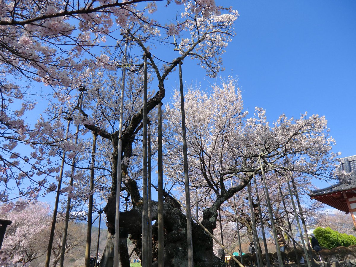 #山カフェ　甲斐駒と　神代桜