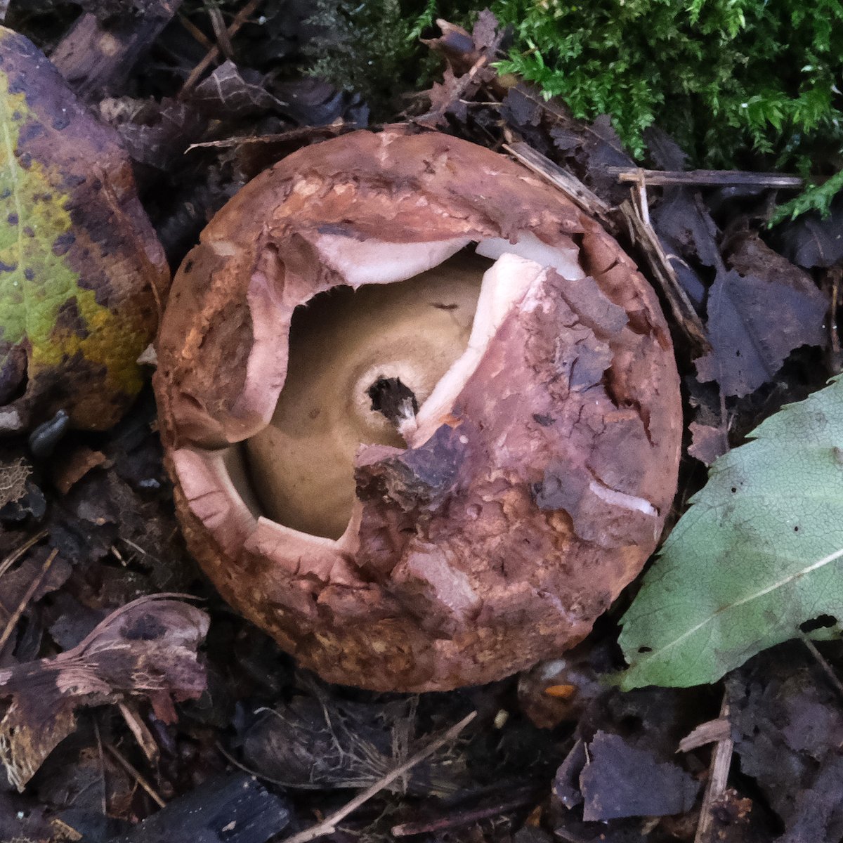 Opening up — earthstar #fungi