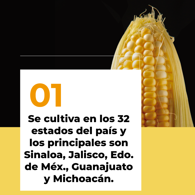 AAGEDEAC's tweet photo. ¡29 de septiembre, día nacional del maíz! 🌽🇲🇽
.
.
.
.
#PorLaAgricultura #AgriculturaMexico #UnionesdeCredito  #comercioexterioryaduanas #almacenesdedeposito  #almacenes #almacenesmexico #aduanasmx #aduanasmexico #aduanamx #aduanamexico #depositofiscal #almacenadora #agricultura https://t.co/JZLqJzX5av