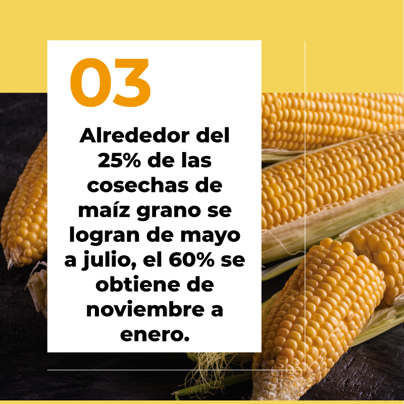 AAGEDEAC's tweet photo. ¡29 de septiembre, día nacional del maíz! 🌽🇲🇽
.
.
.
.
#PorLaAgricultura #AgriculturaMexico #UnionesdeCredito  #comercioexterioryaduanas #almacenesdedeposito  #almacenes #almacenesmexico #aduanasmx #aduanasmexico #aduanamx #aduanamexico #depositofiscal #almacenadora #agricultura https://t.co/JZLqJzX5av