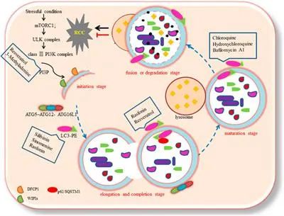 Autophagy as a Vital Therapy Target for Renal Cell Carcinoma buff.ly/3L8Q57R