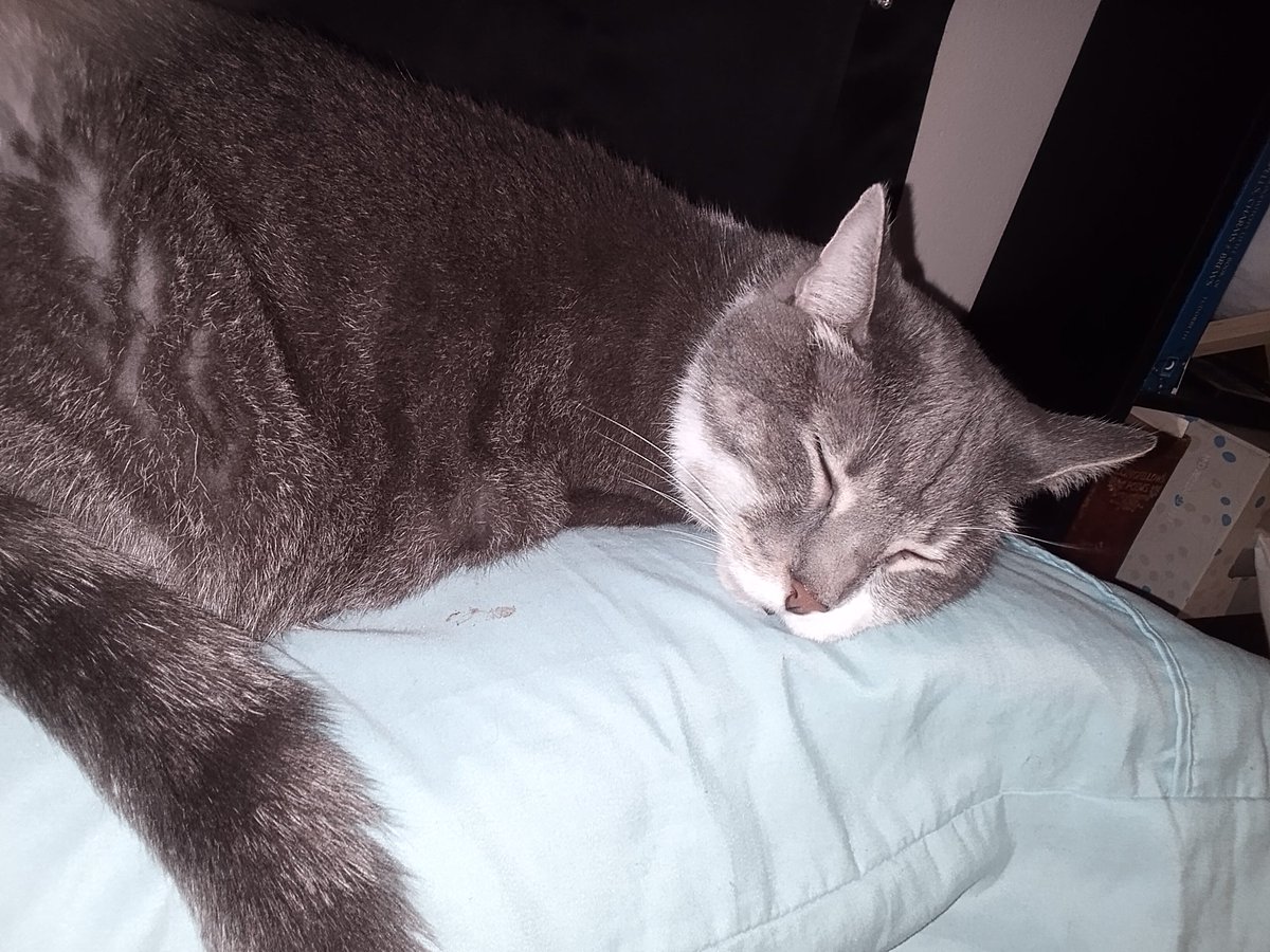 echoevemorrow's tweet photo. My cat stole my wife's new pillow because. Full stop. https://t.co/4mPUpQbB8p