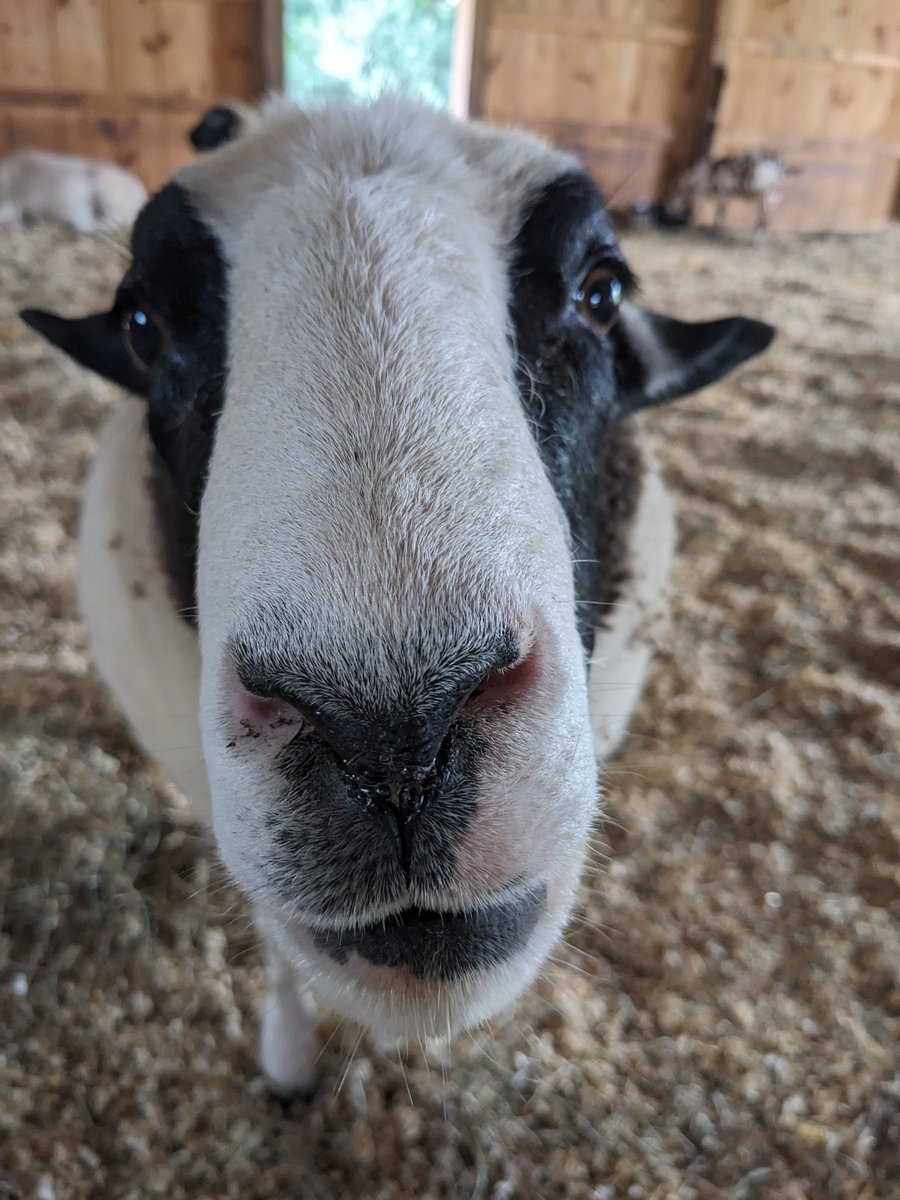 Cellmate's tweet photo. Nothing really to plug here except please consider following/donating to Lancaster Farm Sanctuary! They are an LGBTQ-founded animal sanctuary that works tirelessly fighting for a kinder world for humans &amp; animals alike. ❤️🌈🐄🐓🌱🐴 https://t.co/vRfwwFWYls https://t.co/npIAfbEk3d