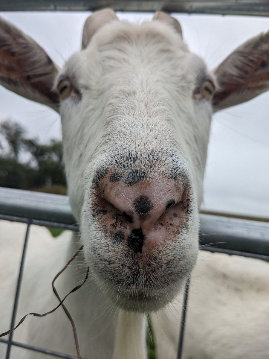 Nothing really to plug here except please consider following/donating to Lancaster Farm Sanctuary! They are an LGBTQ-founded animal sanctuary that works tirelessly fighting for a kinder world for humans &amp; animals alike. ❤️🌈🐄🐓🌱🐴 lancasterfarmsanctuary.org/ways-to-help/