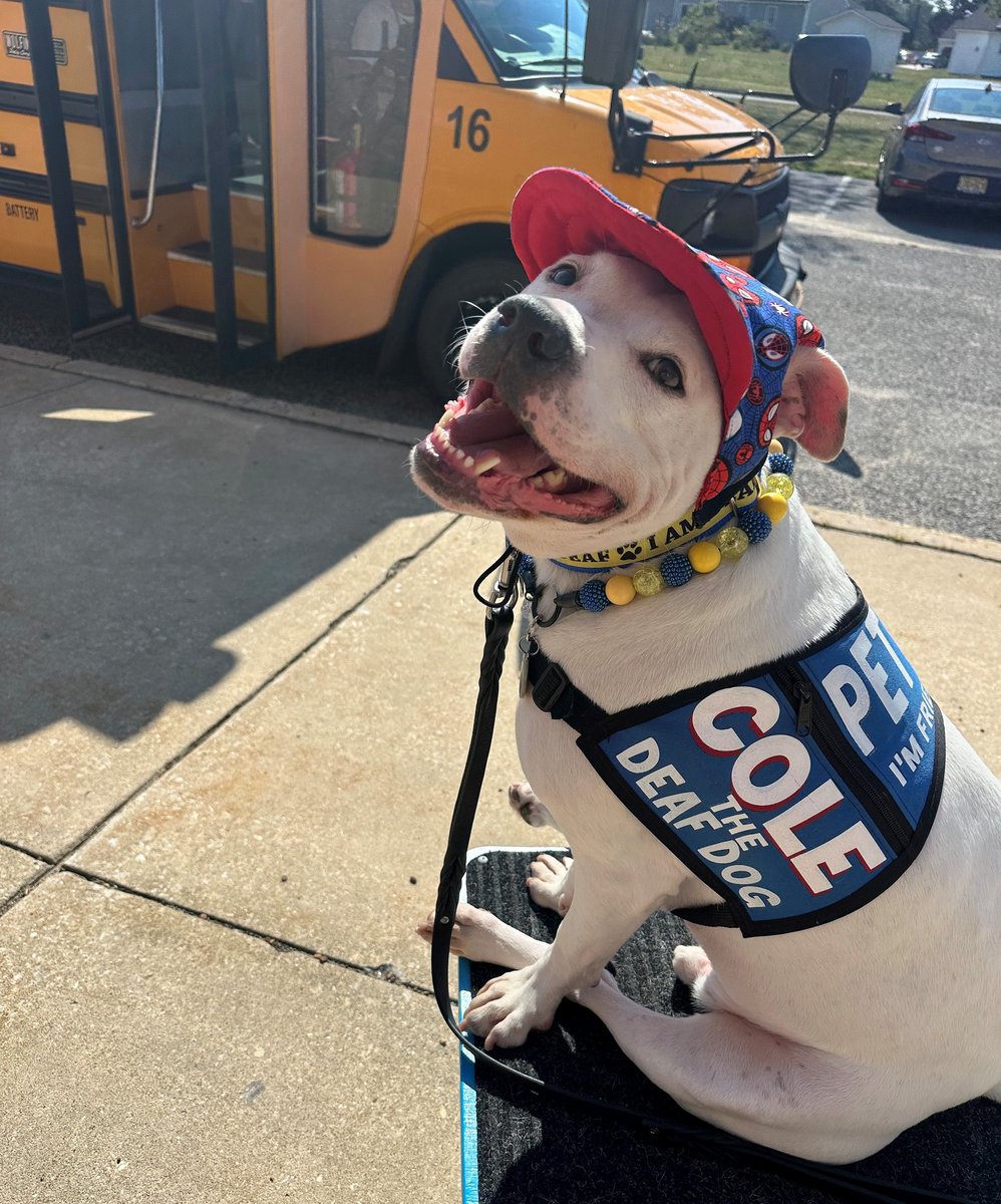 Rubiconski_Revolution ✨🍀🐶🍒💎🦊💫 tweet media