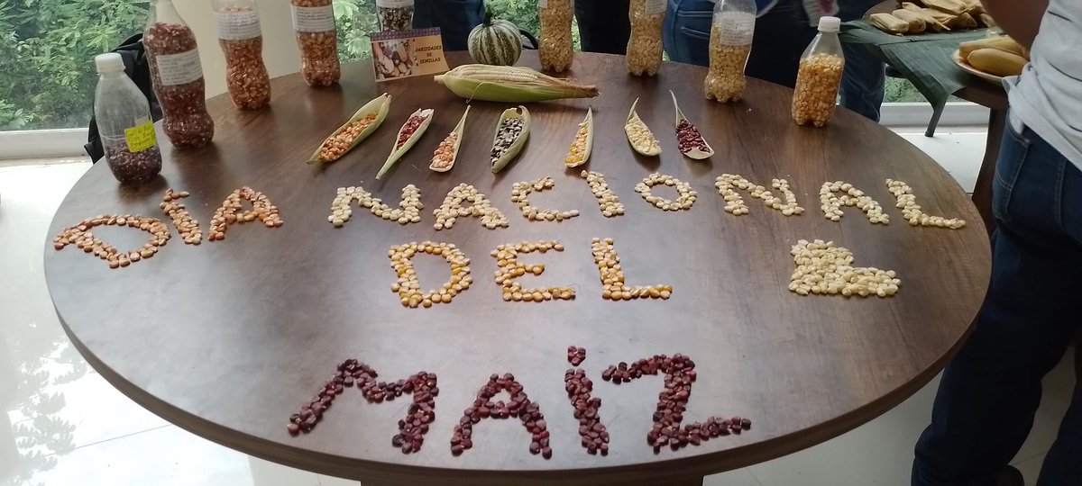 Hub_Yucatan's tweet photo. Celebramos hoy el Día Nacional del Maíz en la @UIMQRoo con amigos y aliados recalcando la importancia de seguir trabajando con la milpa maya y los maíces nativos. Gracias @SEDARPE_QROO @UIMQRoo @REPSERAM @GobQuintanaRoo https://t.co/3cpXg1kU8t