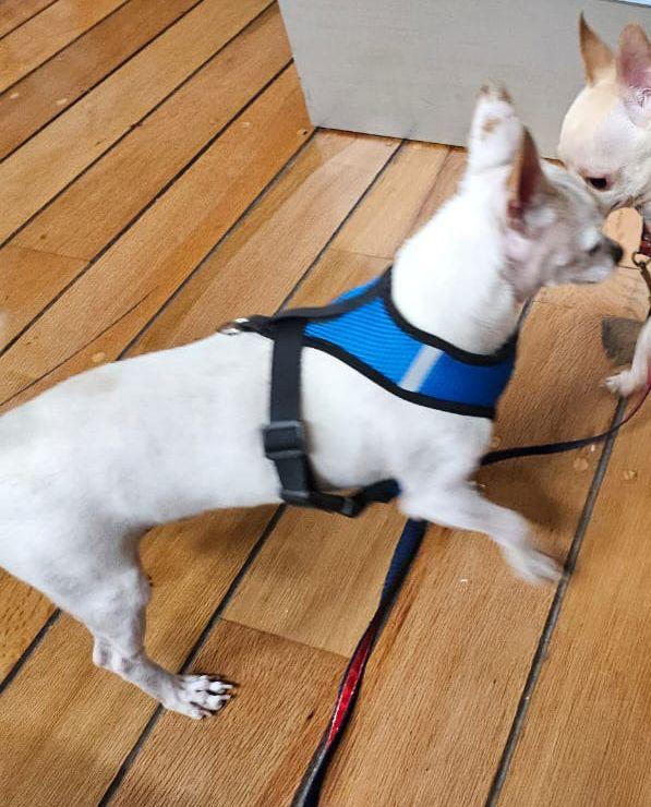 legnalice's tweet image. @En_laDelValle @PerrosPerdidos 
Se perdió en Romero de Terreros entre Gabriel Mancera y Amores, trae collar pero el no. No es el actual, se llama Sponky es dócil se deja agarrar, su ayuda por favor!!🙏🏼🙏🏼🙏🏼