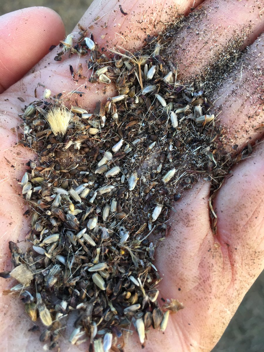 More grassland enhancement today trying to restore wildflower diversity &amp; improve ecological functioning of grasslands by using locally harvested seed. Should provide more benefits for soil, water &amp; wildlife. #sustainablefarming ⁦<a href="/DefraGovUK/">Defra UK</a>⁩ ⁦⁦⁦<a href="/NaturalEngland/">Natural England</a>⁩.