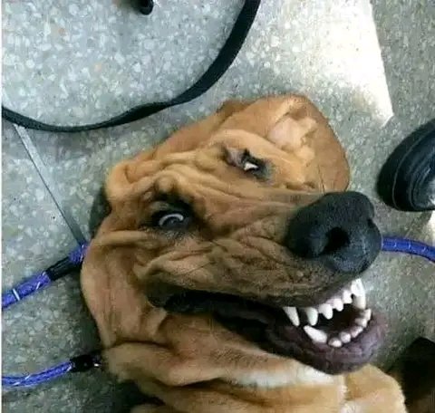 Jimari86480's tweet photo. @eFemboyJay ª

Perdón simplemente la puse de meme y ya, perdón por la equivocacion 

Le dejo un perro con cara de personaje promedio de Baki para compensar https://t.co/7EWc2vyALw