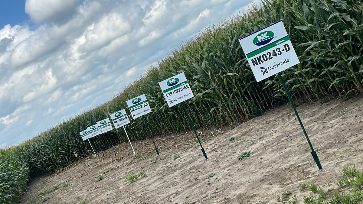 Ian Matheson tweet media