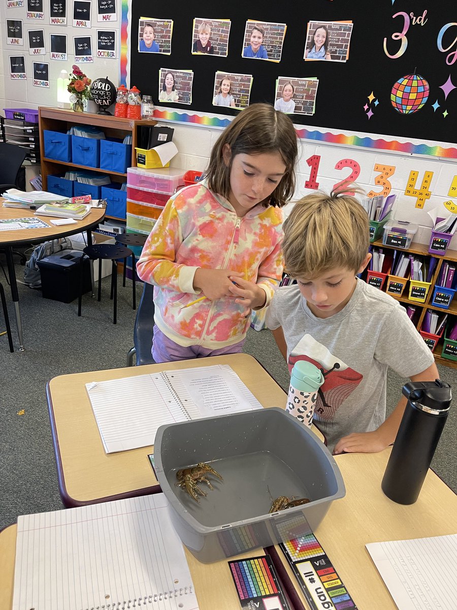 Mrs. Schaefer (@mrsschaefernb) on Twitter photo It’s crayfish time! Today we asked questions about the different structures we observed on our new crustacean friends. These eager scientists can’t wait to learn more! <a href="/nbes220/">@NBES220</a> <a href="/barrington220/">Barrington 220</a> #BuildYourHappy #UnifiedFor50 It’s crayfish time! Today we asked questions about the different structures we observed on our new crustacean friends. These eager scientists can’t wait to learn more! <a href="/nbes220/">@NBES220</a> <a href="/barrington220/">Barrington 220</a> #BuildYourHappy #UnifiedFor50