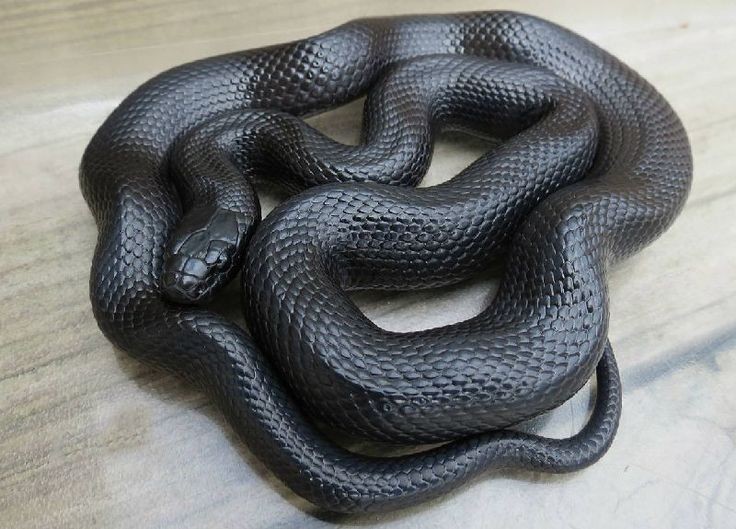 laying on the floor.