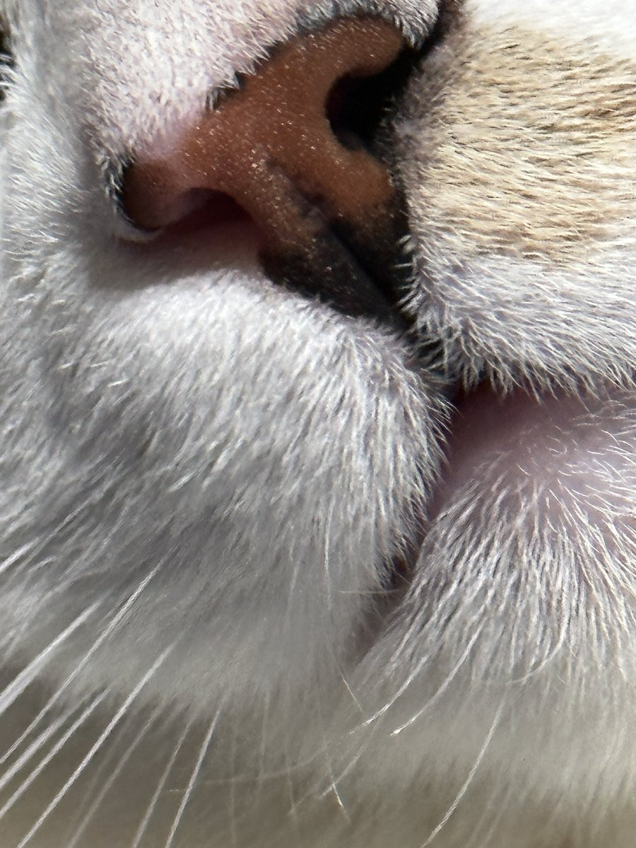 JoshIsLlama's tweet image. Psttttttt