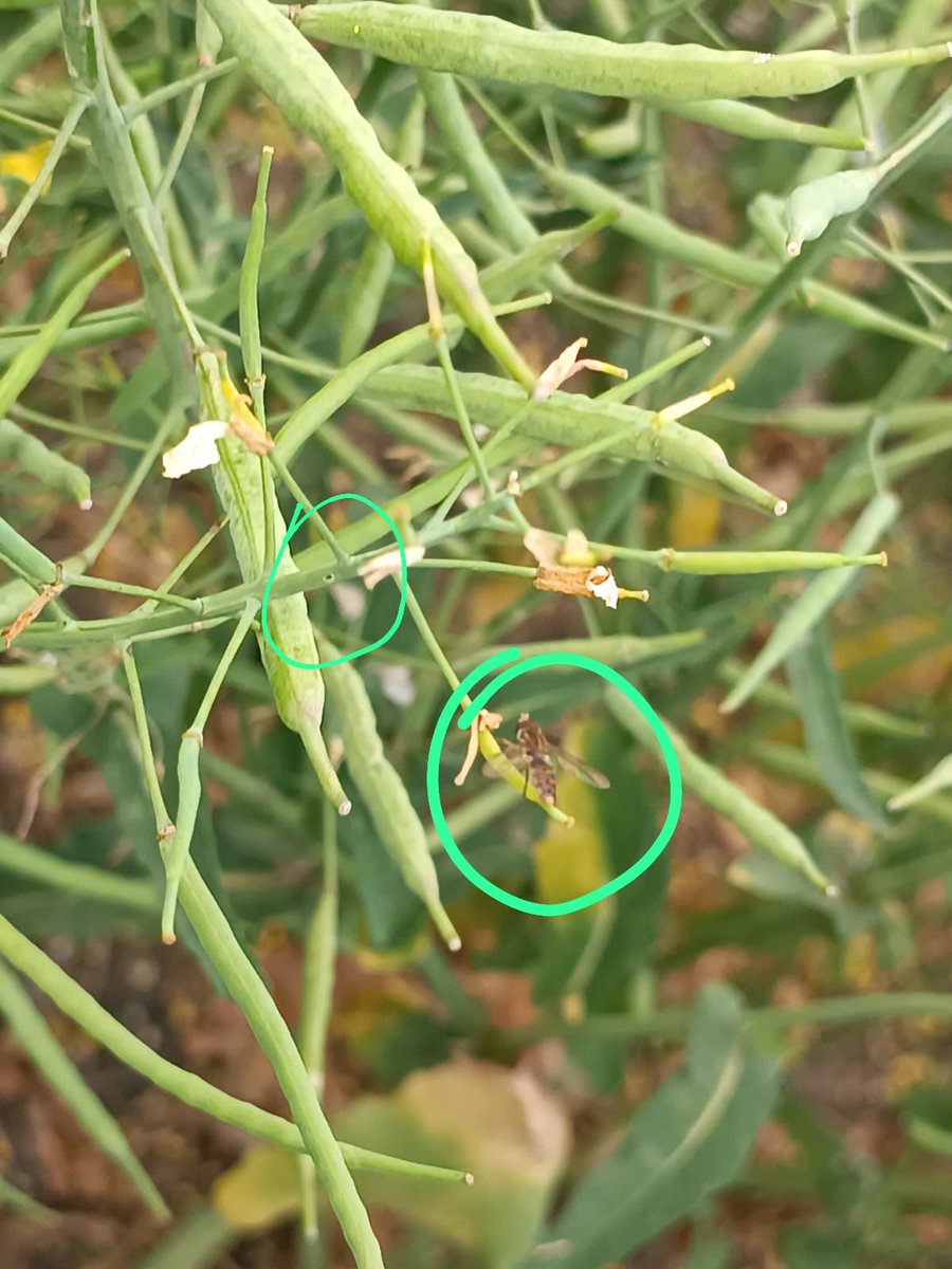 Matias Cafaro Rafuls tweet media