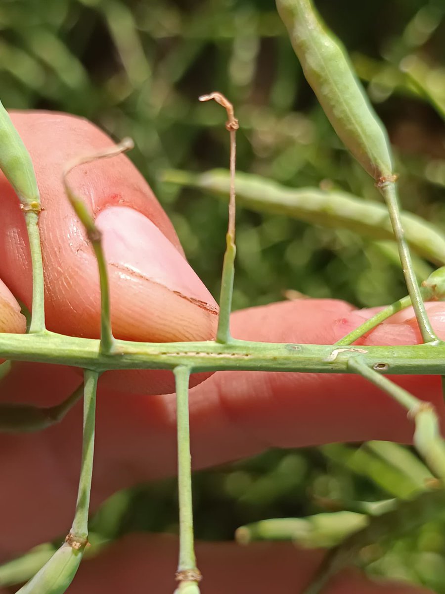 Matias Cafaro Rafuls tweet media