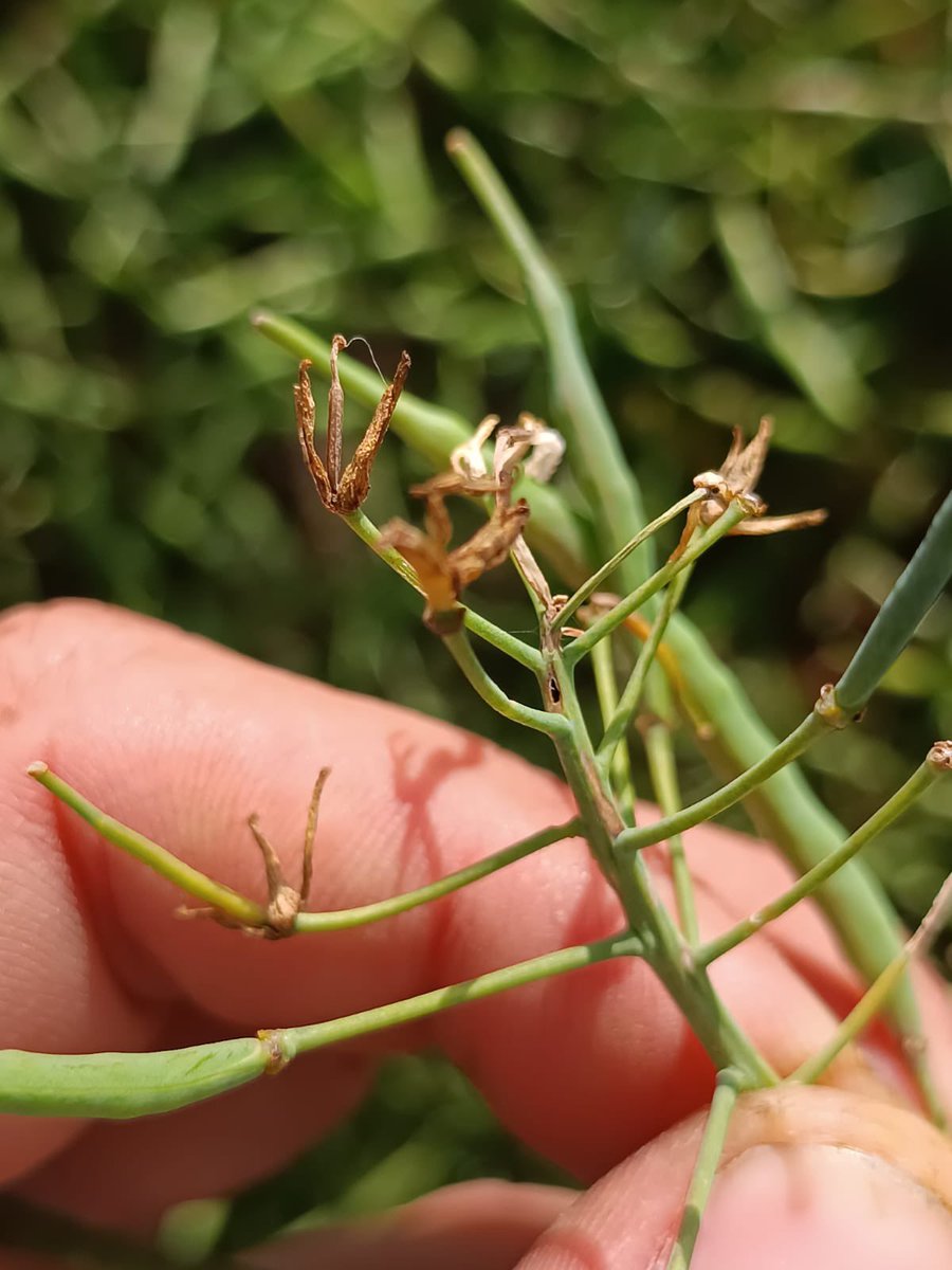 Matias Cafaro Rafuls tweet media