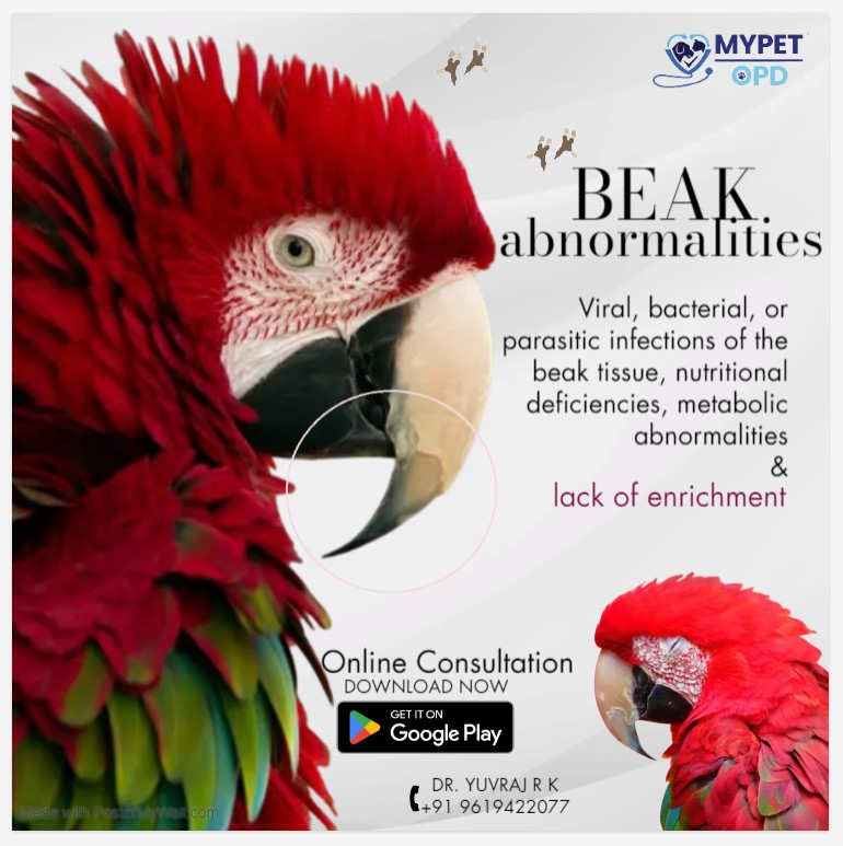MYPET-OPD is India’s Most Trusted Online Veterinary Telemedicine Consultation Service Provider for your exotic pets.
#petcare #exoticpetcare #africangreyparrot #macaw #macawparrot #macawlover #sunconures #lorries  #parrotsoftheworld #kolkata #exoticbirds #exoticpetcare #avain