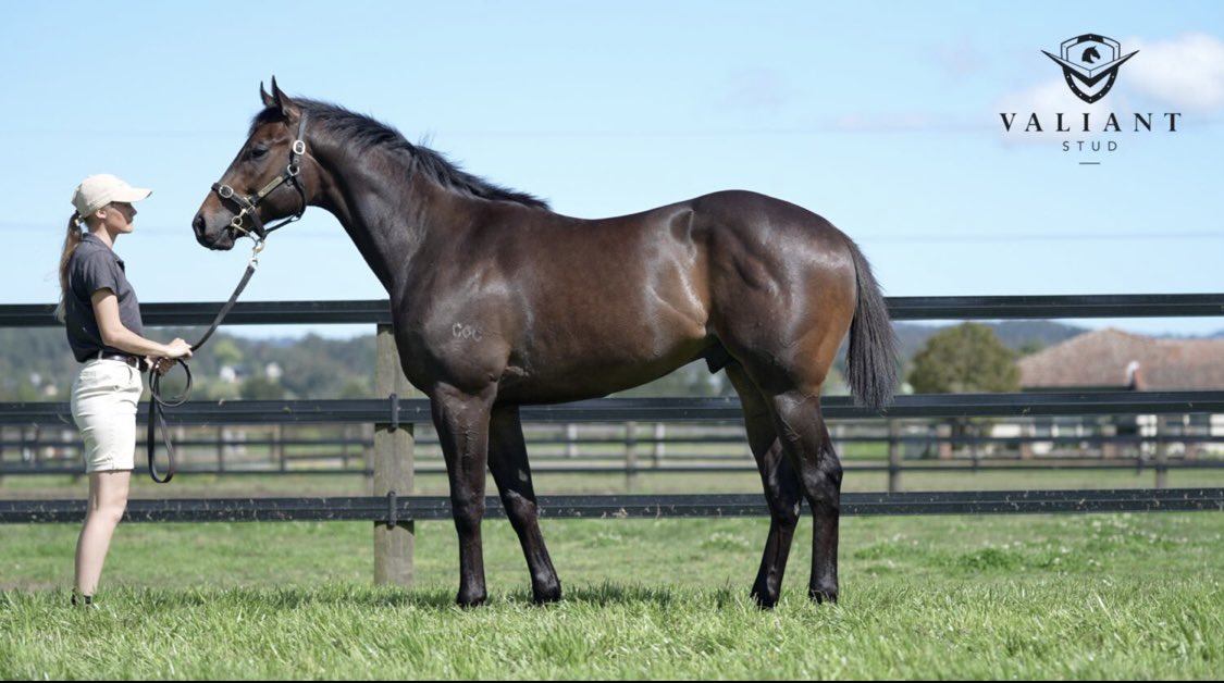 StudValiant's tweet photo. Condor another @inglis_sales ready to race graduate to win. He’s sure to check out our 2023 draft. Congratulations @WattleBldstk @GrangeWoodville @eurekastud https://t.co/cgbq6N5KpI