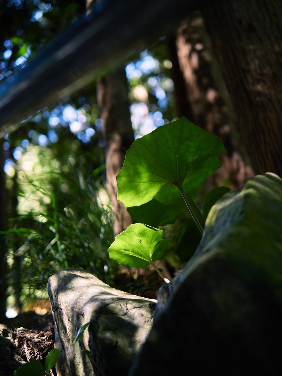 soHTa369's tweet image. お仕事中

あと半日頑張りましょ

#はっぱ 
#photo