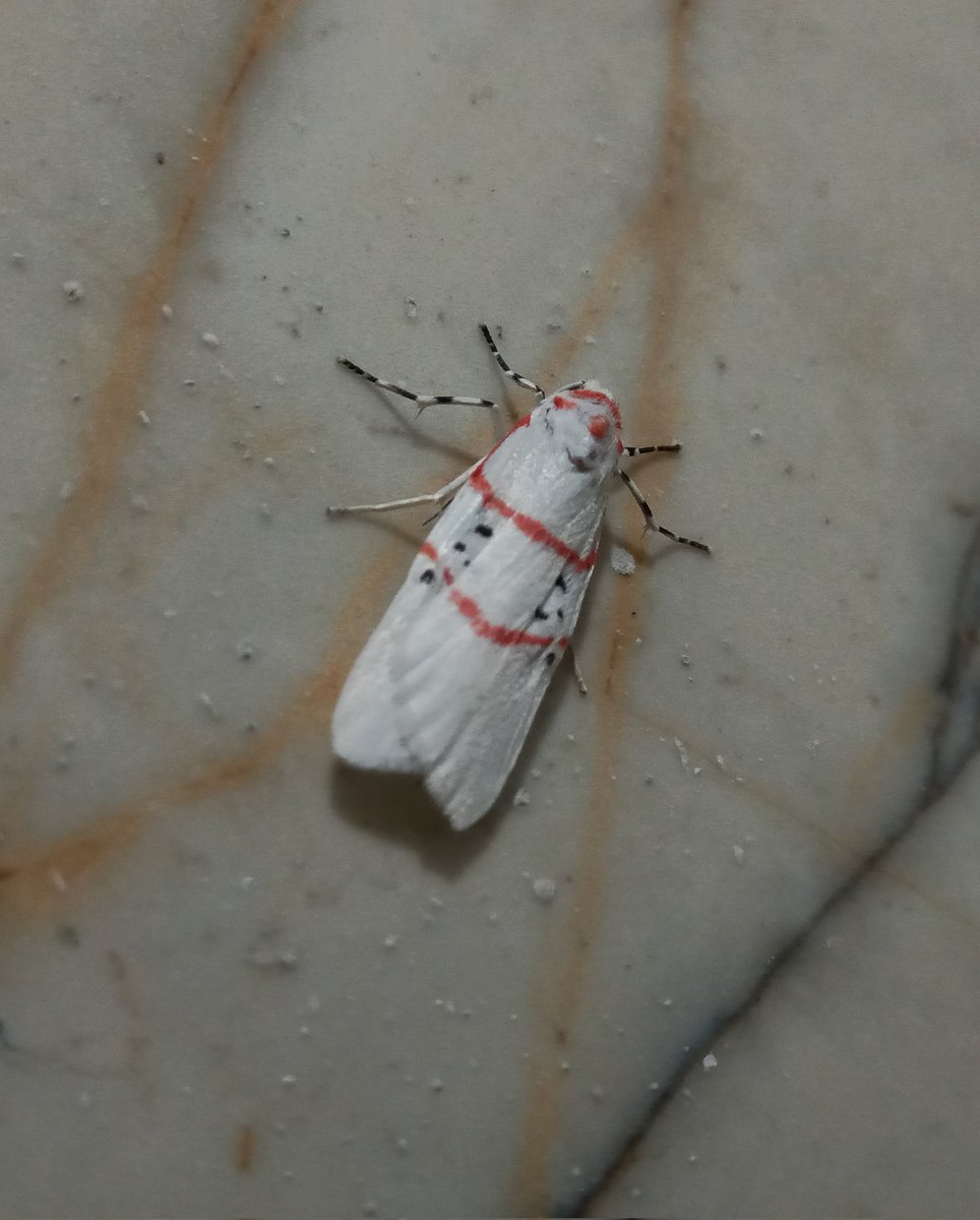 imSouvik795's tweet photo. White bug....◻️🐞◻️🐞

#white #bug #macrophotography @oppo @OPPOIndia @ShotonOppo @realmenarzoIN @Snapdragon_IN https://t.co/YJzUM6qUrZ
