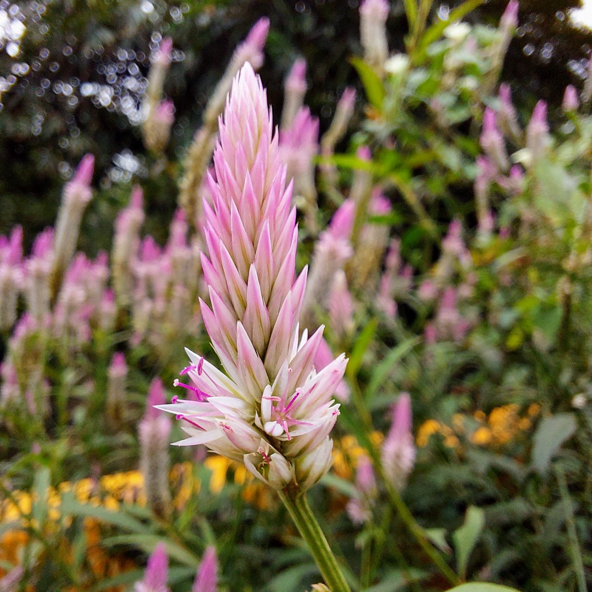 tonylu915's tweet image. 測試一下微距和2倍的差別
微距的主體比較清晰，但散景不夠
2倍的主體有部分模糊，但散景較佳
#A52s