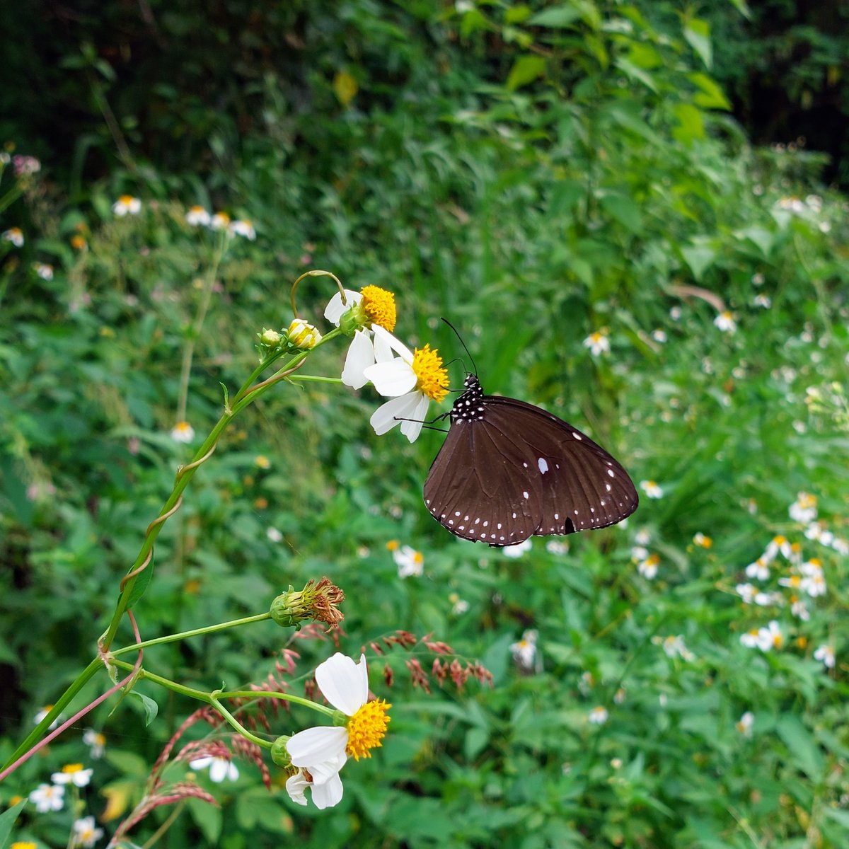 tonylu915's tweet image. 測試一下微距和2倍的差別
微距的主體比較清晰，但散景不夠
2倍的主體有部分模糊，但散景較佳
#A52s