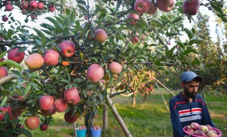 RisingKashmir's tweet photo. #Avoid growth regulators for #preharvest #fruitfall: #Experts to #applegrowers
Reports @javidsofii
@HortiKashmir
https://t.co/7uMn4EEPiC https://t.co/Xra1pIa08O