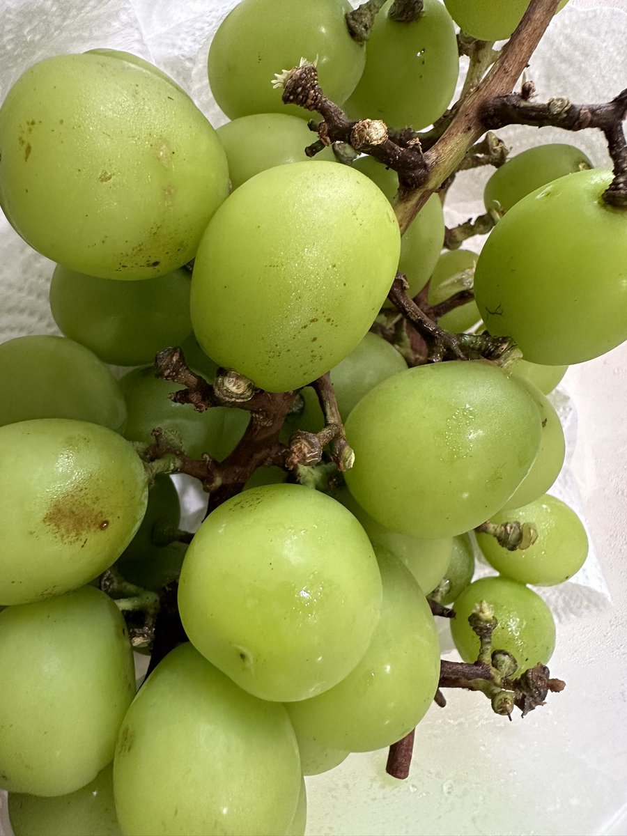 NY Corporate Grorp Co., Ltd. tweet media