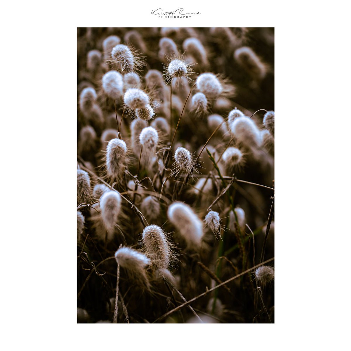 💬 Cette semaine, je vous emmène à La Fossette, une superbe plage près de Cherbourg où j'ai pu faire de la macro-photographie. C'est un petit coin de paradis avec un paysage incroyable.  🤩 --------------------- Projet 365 184/365