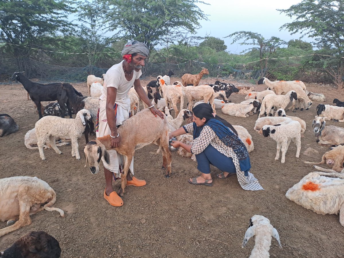 Milking of the sheep.
#pastoralist