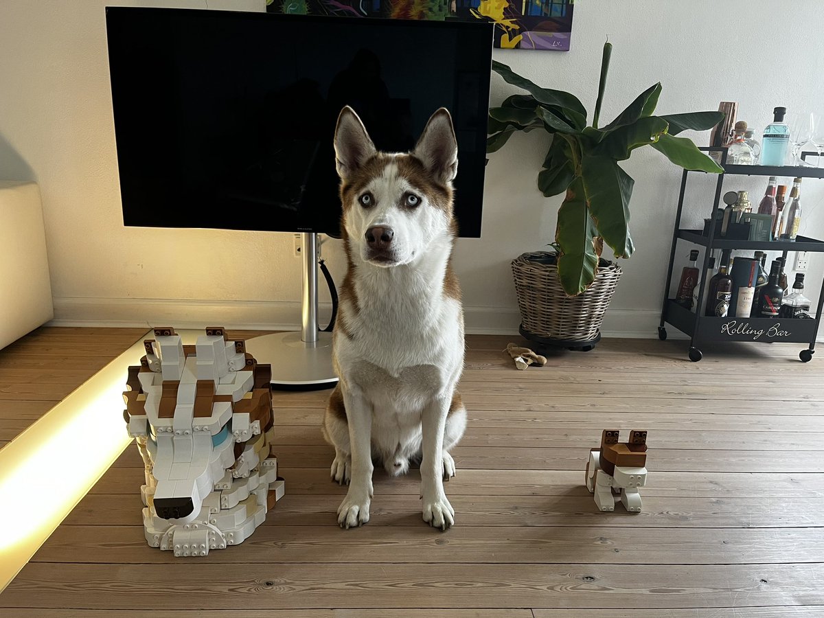 Ragnar between his two  #LEGO #DUPLO brothers 🥰 #HuskyTwitter <a href="/HuskyLoverWorld/">Husky Lover</a> <a href="/Siberiian/">Siberian Husky</a> <a href="/huskymafiagang/">husky lover</a>