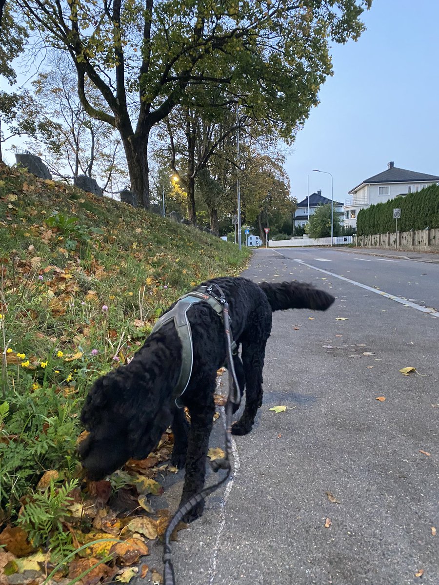 Øystein Sørumshagen tweet media