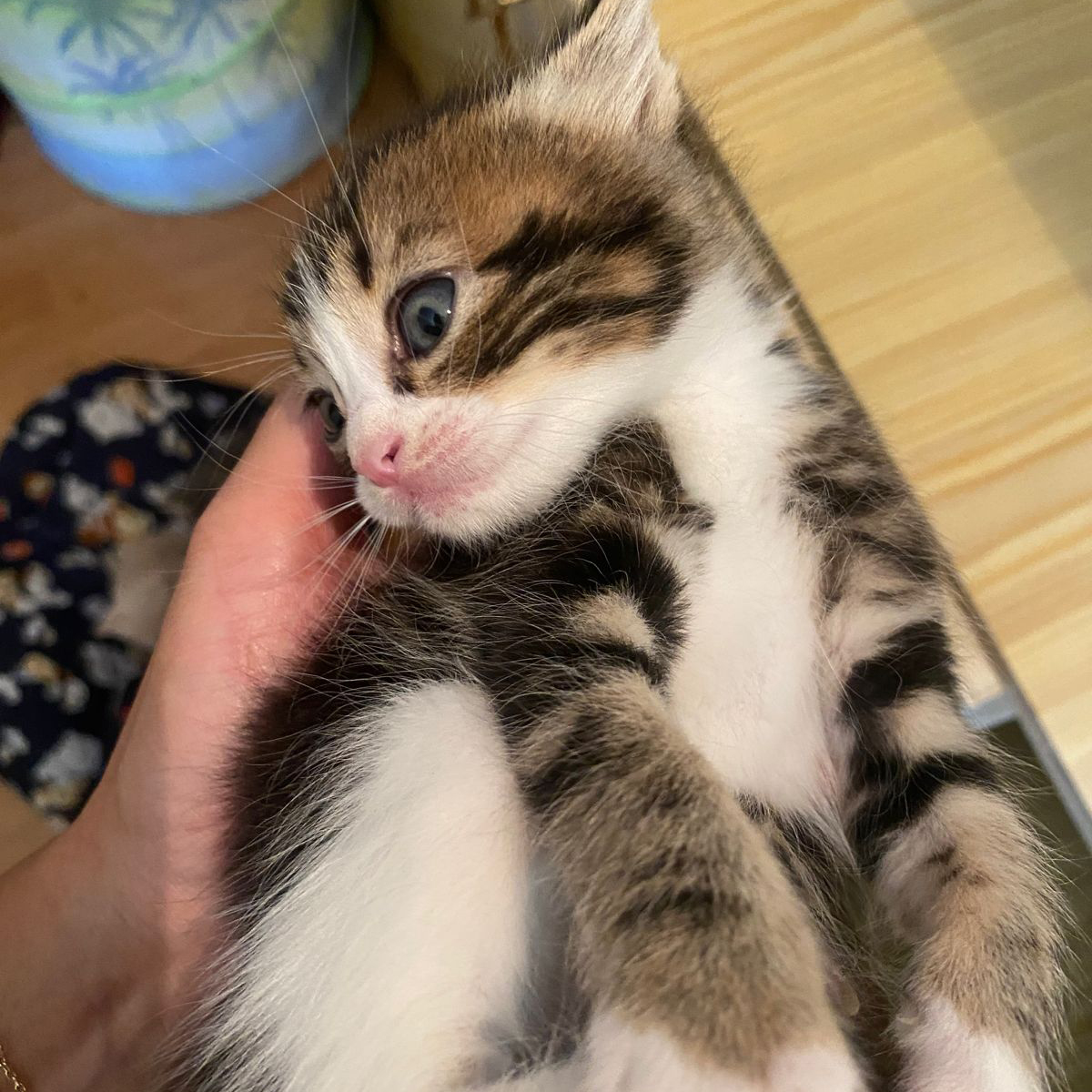 adoptdontshopl's tweet photo. 😻 FOR ADOPTION 😻
Super fluffy and adorable male kitten is looking for a loving home. To be adopted in 2-3 weeks. For more info. contact 71747423

#adoptdontshop https://t.co/W7I6RyBWuF