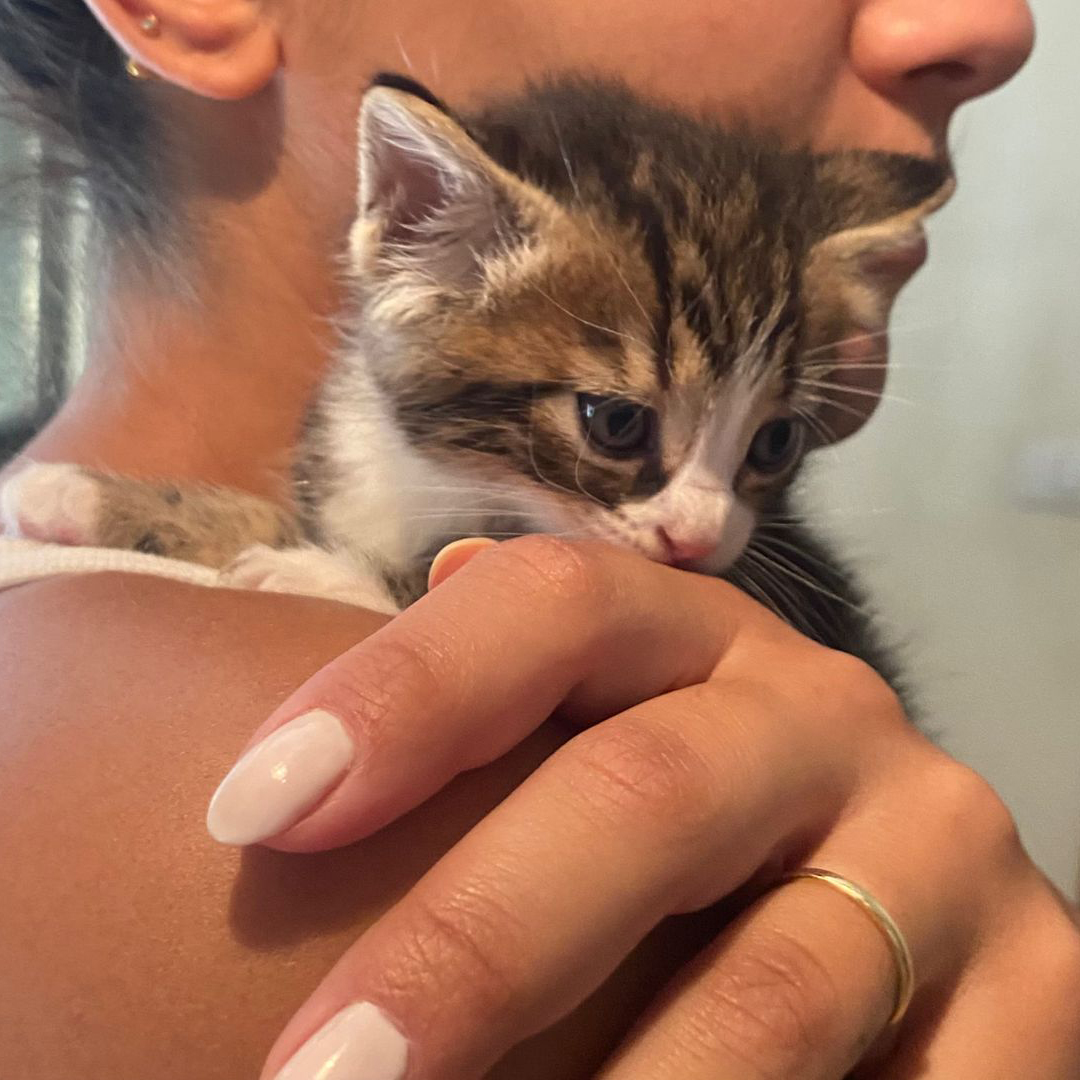 adoptdontshopl's tweet photo. 😻 FOR ADOPTION 😻
Super fluffy and adorable male kitten is looking for a loving home. To be adopted in 2-3 weeks. For more info. contact 71747423

#adoptdontshop https://t.co/W7I6RyBWuF