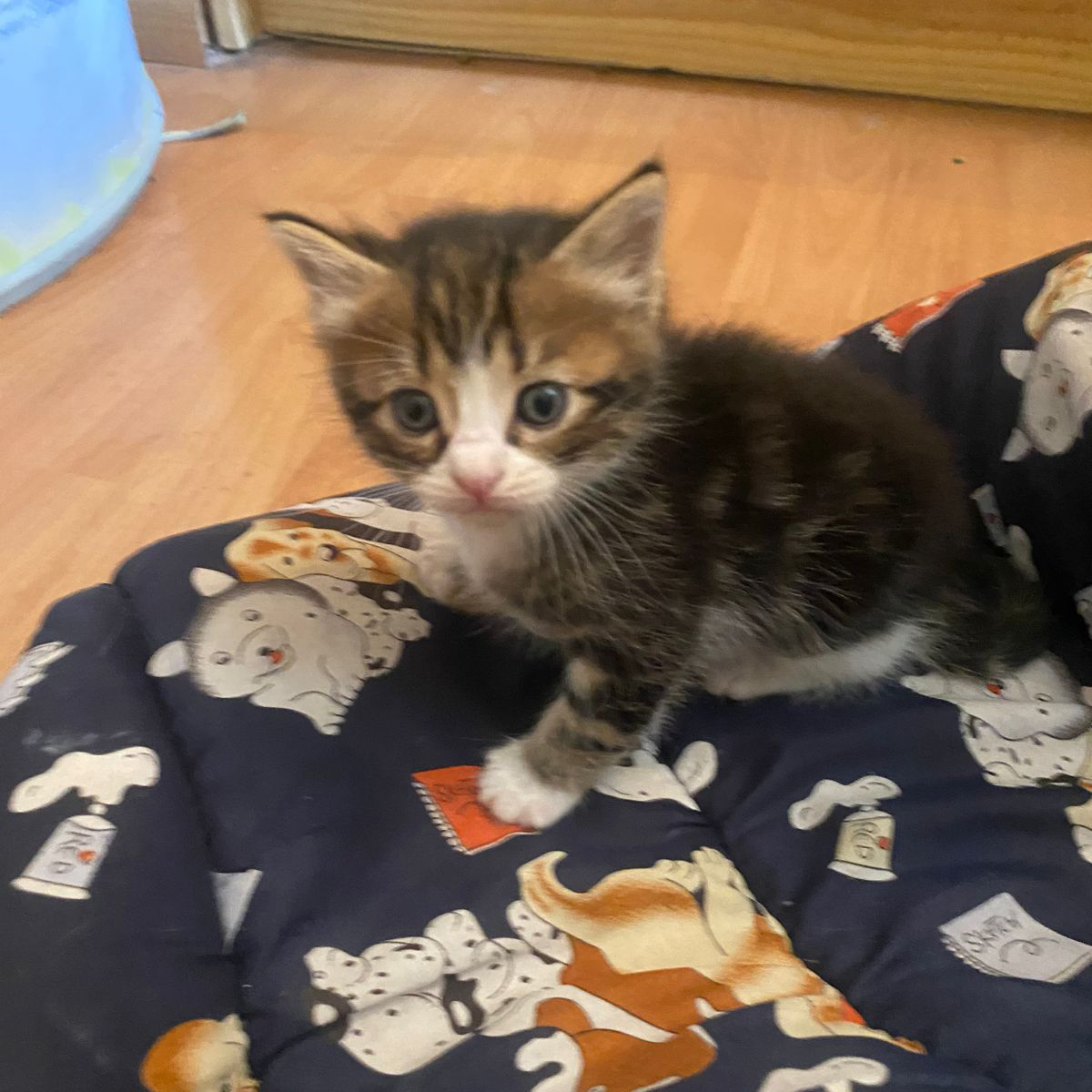 adoptdontshopl's tweet photo. 😻 FOR ADOPTION 😻
Super fluffy and adorable male kitten is looking for a loving home. To be adopted in 2-3 weeks. For more info. contact 71747423

#adoptdontshop https://t.co/W7I6RyBWuF