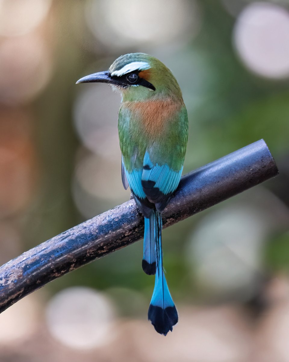 It is written that the Turquoise-Browed #Motmot symbolizes freedom, liberty and the beauty of nature. It is also the national bird and animal of El Salvador. #BirdsOfTwitter #TwitterNatureCommunity #birds #CostaRica #wildlifephotography #birdphotography #fridayfeathers