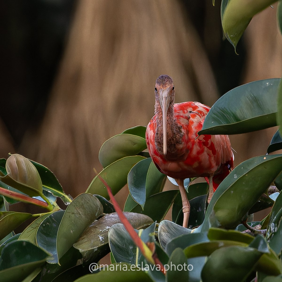 MariaEslava's tweet photo. #BirdsOfTwitter #birds #BirdsSeenIn2023 #avesmeta #Villavicencio #Colombia
#turismorestrepo #alcaldiaderestrepo #festivaldeavesderestrepo #llanosorientales https://t.co/fXZmWhejGn