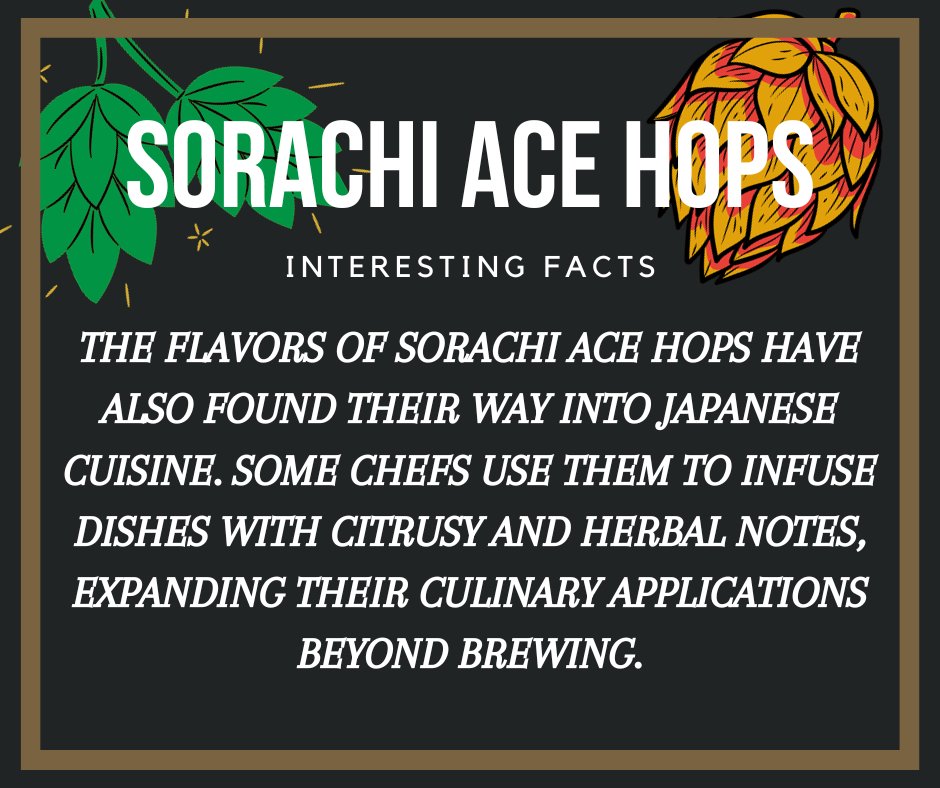 Explore Japan's Sorachi Ace hops – the hops with a twist! 🇯🇵🍺 Unique lemony citrus and herbal flavors make them perfect for saisons and creative brews. #SorachiAce #CraftBeerHops #LemonHerbalFlavors #BrewingInnovation #BeerCulture #Homebrewing #UniqueHops