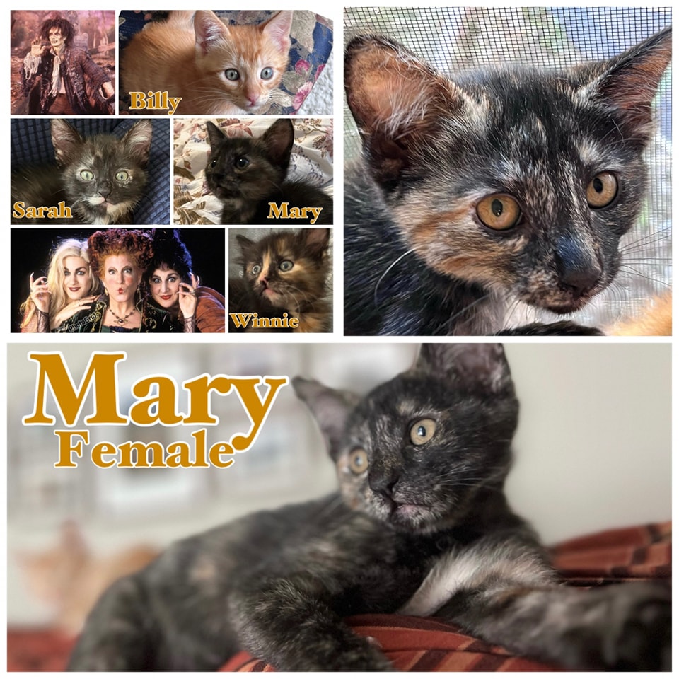 IBRescue's tweet photo. “Mary”
Available 9/30
Female
3 months
Gets along with cats and people of all ages. Has not had contact with dogs.
Eating Purina One kitten
https://t.co/6RSHPXrhVM
#adoptdontshop #adoptme #kittens #petsmart1184 #rosevilleca https://t.co/CHgYYFRj1K