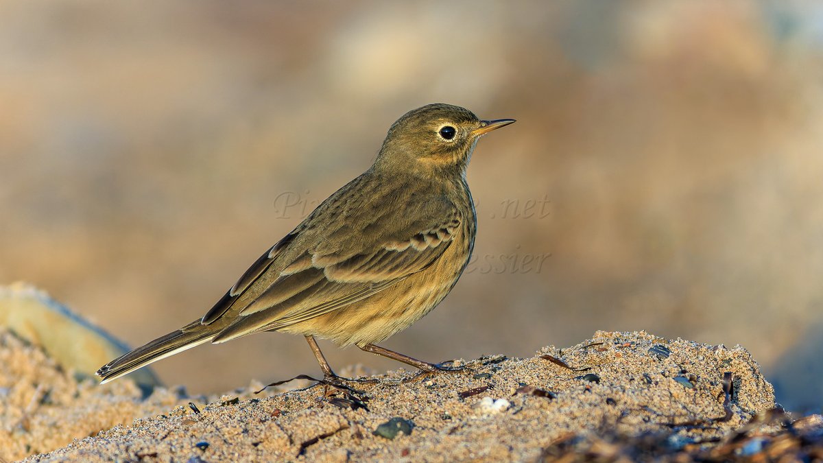 PixelNaturenet's tweet photo. #OrnithoQc #OrnithoGaspesie  Le Pipit d'Amérique (American Pipit) #Bird #Birds #Birding #Birdwatching #Ornithology #NaturePhotography #BirdPhotography #Oiseau #Ornithologie https://t.co/vJ6uTrV2Lc