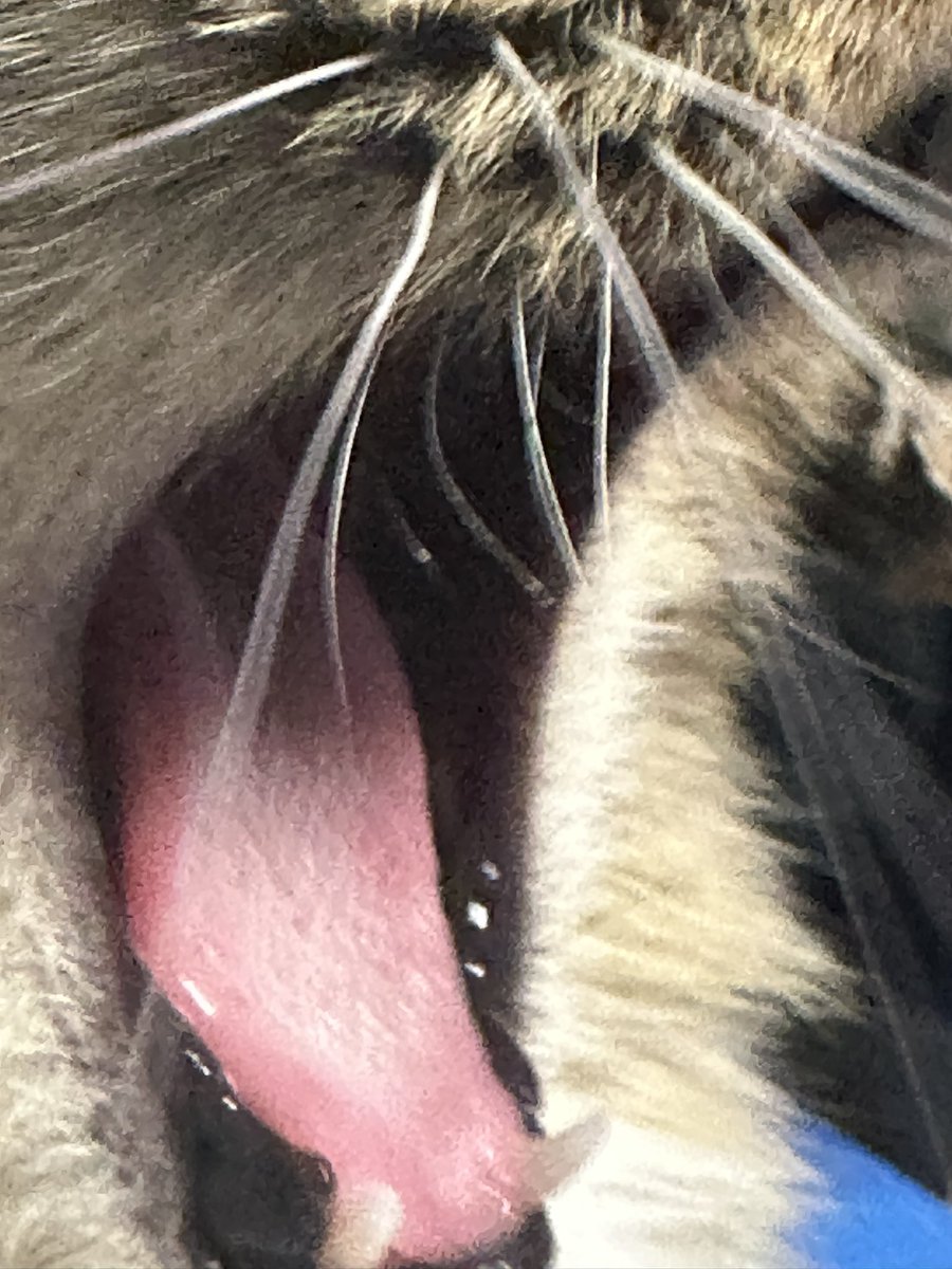 JoshIsLlama's tweet image. Ahhhhhhhhhh