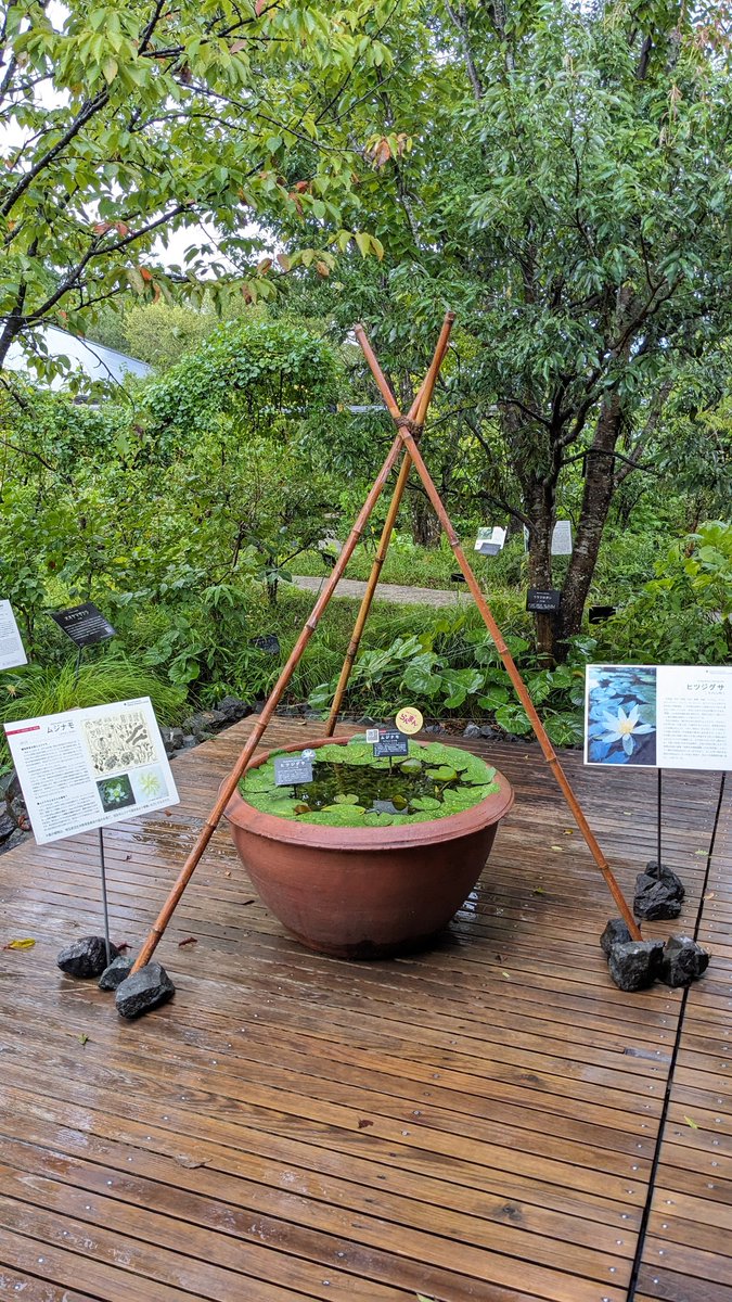 ShunrenH's tweet photo. らんまんロス💧
写真は高知の牧野植物園
#再放送希望 https://t.co/Jty7LDkqJK