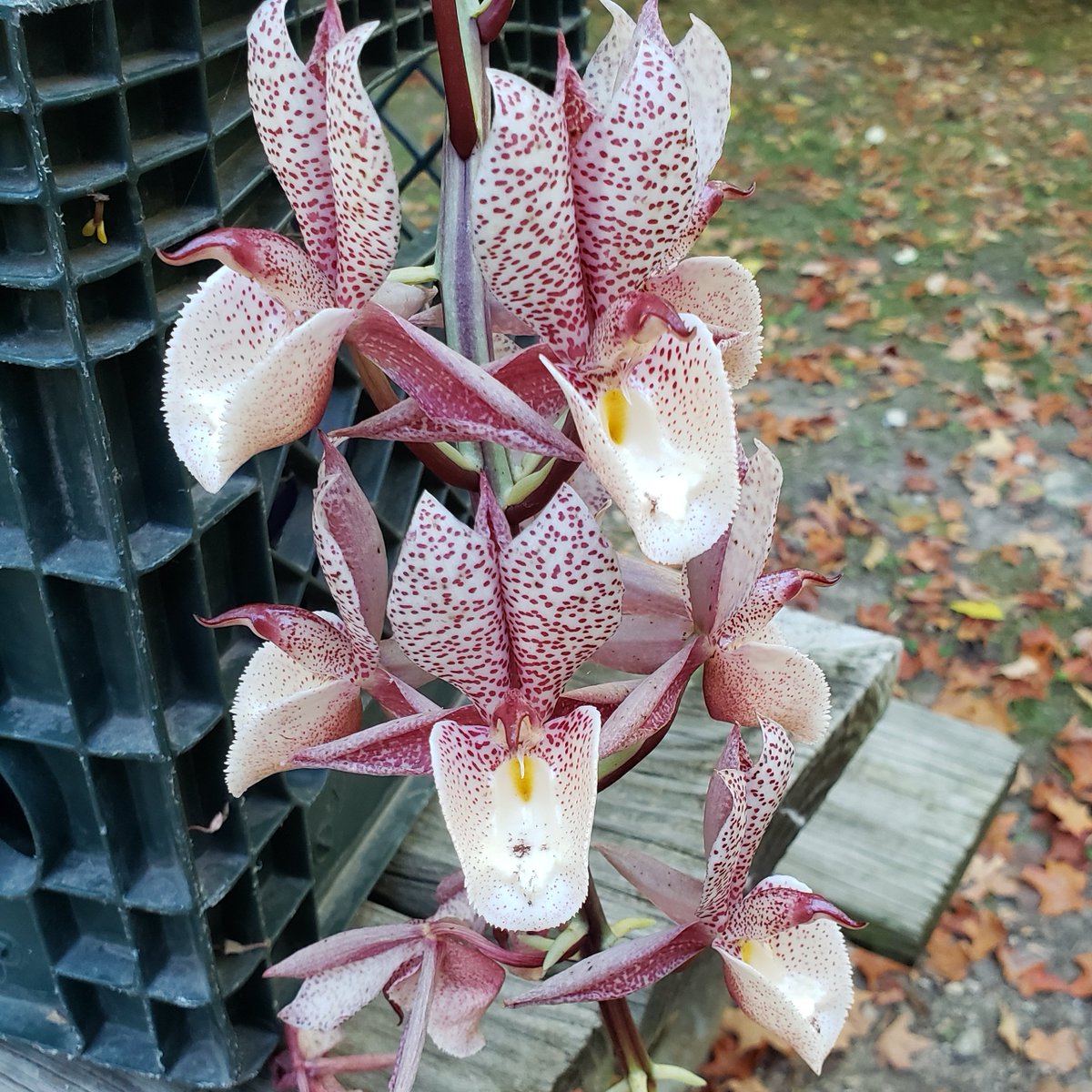 OakwoodOrchids's tweet photo. #Blooming at our campsite π Ctm. Melana Davison This is what happens when you vacation after an #orchid show. π #AddictedToOrchids https://t.co/zkh1eGzw2S