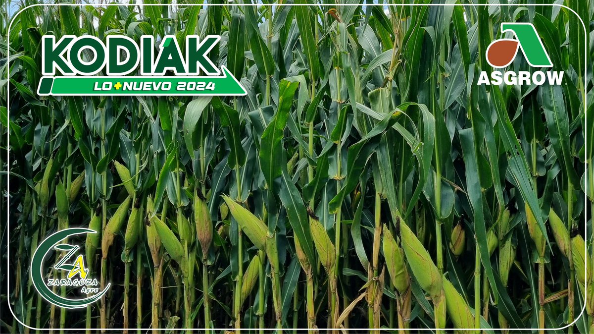 AgroZaragoza's tweet photo. @nery_echeverria @AsgrowMX Sin duda alguna Kodiak viene a llenar el gusto hasta del mas exigente. https://t.co/69y48Zt0mt
