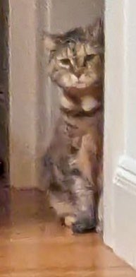 It’s hard making new friends. Always proceed with caution. #Caturday