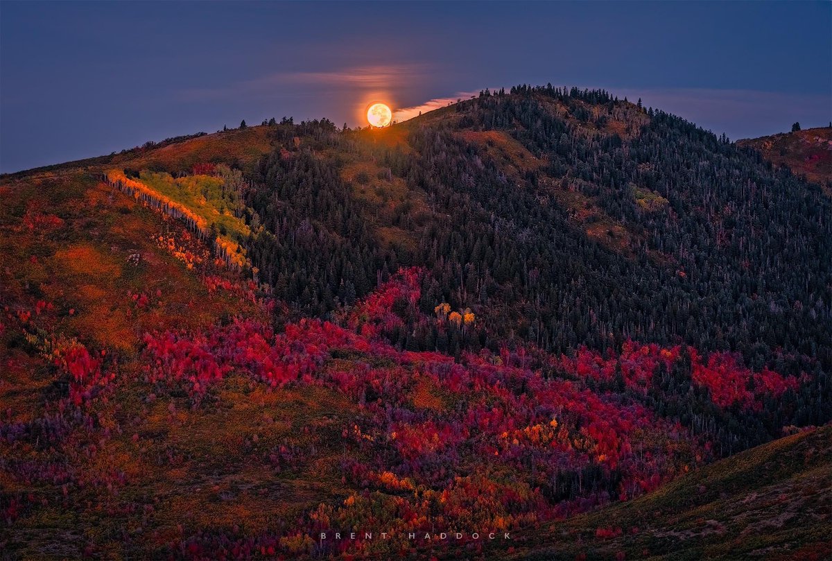 My goodness 😍! The view from Mill Peak in the Wasatch Mountains this morning showing the setting super #HarvestMoon as it illuminates the autumn colors below! Thanks to Brent Haddock for sharing. #utwx