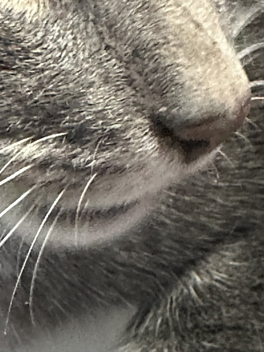 JoshIsLlama's tweet image. Bitch