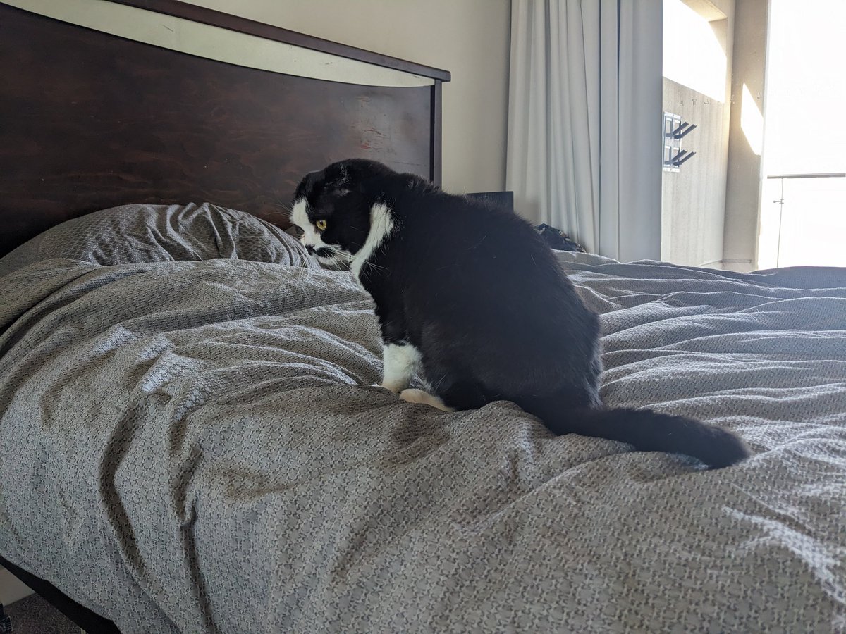 Black and White VS Cats, but Really Big. Yuki is still figuring out who she wants to win today